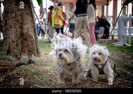 Londres, Royaume-Uni. 25 mai 2025. L'exposition canine annuelle de Greenwich revient pour une troisième année dans les terrains de l'Old Royal Naval College. Crédit : Guy Corbishley/Alamy Live News Banque D'Images