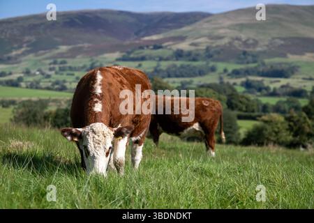 Le bétail de Hereford paissant sur des pâturages luxuriants des hautes terres dans le Cumbria, au Royaume-Uni. Banque D'Images