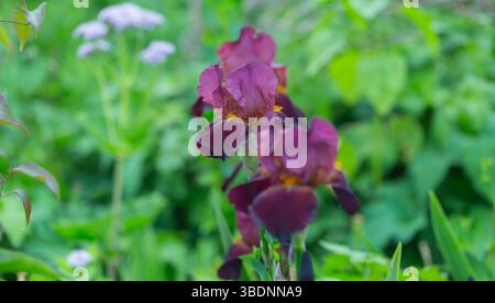 Cultivar Benton Caramel / Iris barbu Banque D'Images