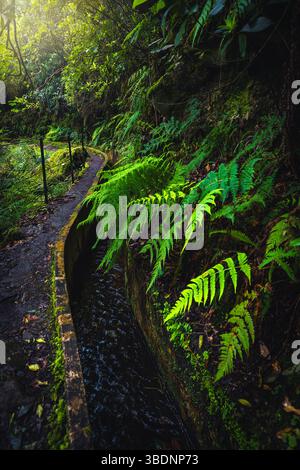 Incroyable sentier de randonnée levada étroit avec canal d'eau et fougères fraîches spectaculaires dans la forêt verte. Sentier Levada do Furado, île de Madère, Portugal, Banque D'Images