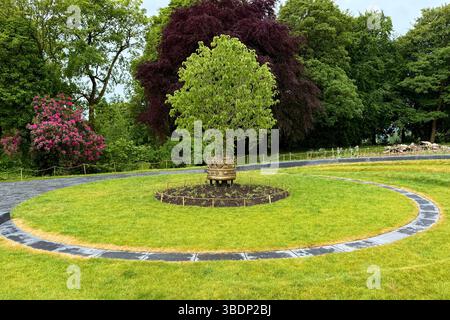 Amphithéâtre pour arbre. Mouchoir arbre et couronne dans le jardin au Haigh Hall Country Park , Wigan Banque D'Images