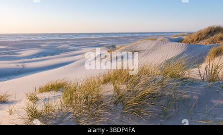 La lumière dorée du soleil jette une lueur chaude sur les dunes de sable doux, avec des herbes délicates se balançant doucement dans la brise côtière. Les vagues tranquilles de l'océan nagent au rivage, Vejers Strand, Danemark Banque D'Images