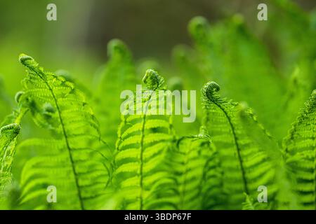 Vue détaillée des frondes vertes vibrantes de fougères Banque D'Images