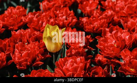 Les champs remplis de tulipes rouges brillantes contrastent avec une seule fleur jaune éclatante. Ces champs de fleurs emblématiques des pays-Bas attirent les visiteurs chaque printemps, créant un paysage pittoresque. Banque D'Images