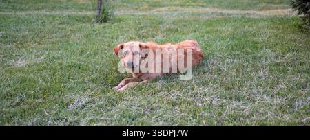 Chien rouge relaxant dans le parc. Banque D'Images