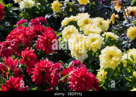 Une variété de fleurs rouges et jaunes fleurissent dans un jardin, mettant en valeur leurs couleurs vives. La lumière du soleil améliore la beauté des fleurs, créant un Banque D'Images