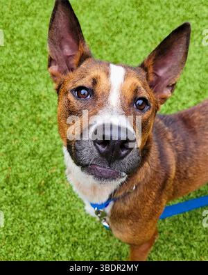 San Francisco, Californie, États-Unis – mars 30 2025 : un chien brun et blanc aux oreilles droites lève les yeux en laisse dans une cour d'abri extérieure. Banque D'Images
