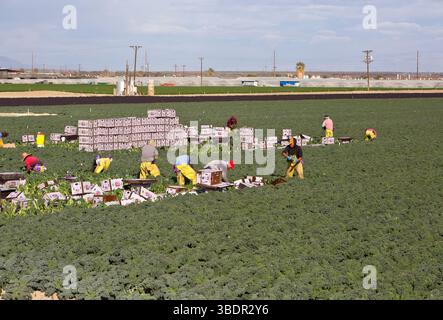 Ouvriers agricoles récolte emballage Organic Lacinato Kale 'Brassica oleracea var. Acephala', également connu sous le nom de kale italien, toscan, vert ou dinosaure. Banque D'Images