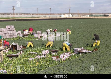 Ouvriers agricoles récolte emballage Organic Lacinato Kale 'Brassica oleracea var. Acephala', légume vert feuillu. Banque D'Images