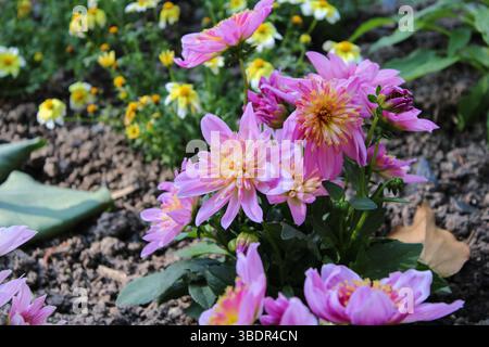 Rose vif Dahlia Macro avec des détails jaunes et rouges Banque D'Images