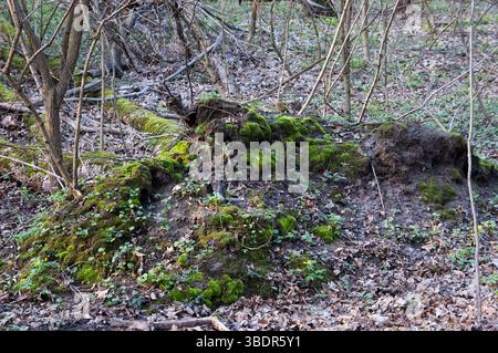 une pittoresque bûche de bois flotté moussue dans les bois de printemps Banque D'Images