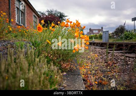 Un groupe de coquelicots californiens près de la ligne de chemin de fer de North Norfolk à Sheringham, Norfolk, Royaume-Uni Banque D'Images