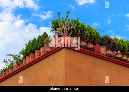 San Miguel de Allende, Mexique - 3 juin 2016 : un jardin sur le toit avec des plantes en pot, y compris des cactus et des arbres, ajoute de la verdure au paysage urbain. Banque D'Images