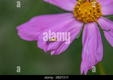 Coccinelle sur un pétale de fleur de cosmos en Californie ; USA Banque D'Images