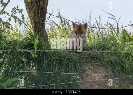 Un jeune renard roux (Vulpes vulpes), assis sous un arbre, derrière une clôture en fil de fer, regardant quelque chose en dessous. Europe Banque D'Images