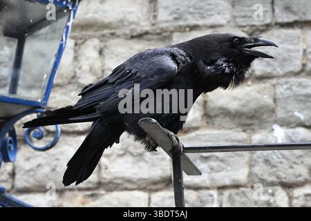Une Tour de Londres Raven au soleil Banque D'Images