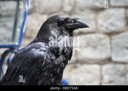 Une Tour de Londres Raven au soleil Banque D'Images