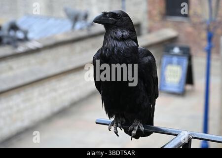 Une Tour de Londres Raven au soleil Banque D'Images