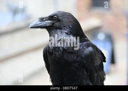 Une Tour de Londres Raven au soleil Banque D'Images