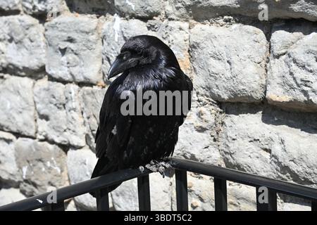 Une Tour de Londres Raven au soleil Banque D'Images
