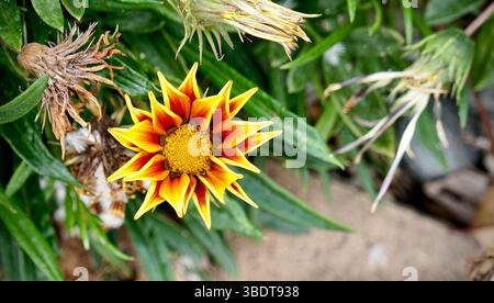 Gros plan de Gazania rigens, parfois appelé fleur au trésor Banque D'Images