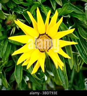 Gros plan de Gazania rigens, parfois appelé fleur au trésor Banque D'Images