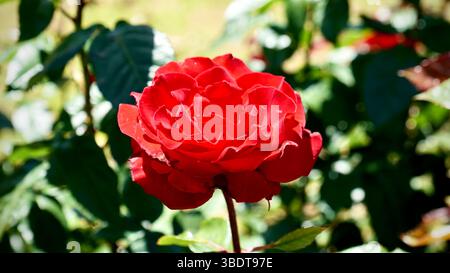 Gros plan sur les roses Red Garden Banque D'Images