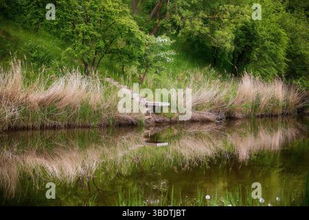 Scène de nature tranquille avec un étang réfléchissant, un sentier en bois et une végétation luxuriante. Idéal pour les thèmes de sérénité, de détente, de beauté extérieure, et na Banque D'Images