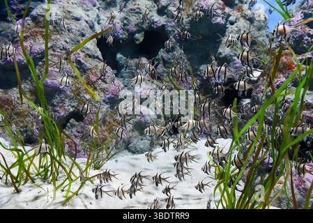 Un grand groupe de poissons cardinaux de Banggai Pterapogon kauderni nage parmi les algues vertes dans un aquarium public à Singapour. Rayures noires distinctes et long f Banque D'Images