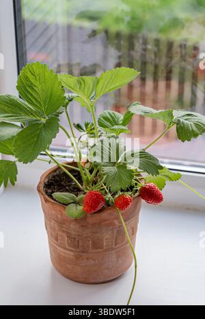 Plante de fraise avec des fruits rouges mûrs et des feuilles vertes poussant dans un pot d'argile sur un rebord de fenêtre. Parfait pour le jardinage à la maison, la plante d'intérieur, la fraîcheur, et Banque D'Images