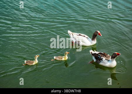 Canetons et famille de canards nageant dans le lac Banque D'Images