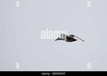 Canard sauvage volant dans le ciel, capturé en plein vol dans une atmosphère calme et claire. L'image dépeint la liberté, le mouvement et la grâce de AVI Banque D'Images