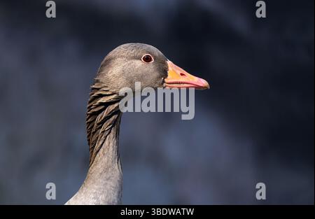 Portrait d'oie gris (Anser anser) en vue latérale Banque D'Images