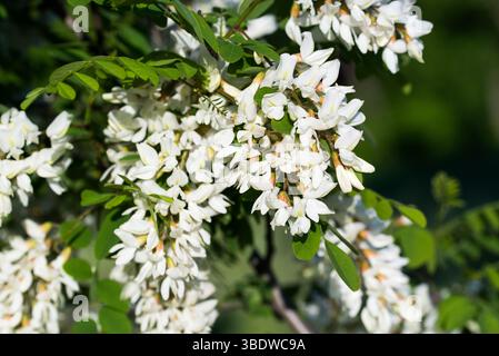 Criquet noir, faux acacia, Robinia pseudoacacia fleurs blanches closeup focus sélectif Banque D'Images