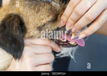 photo rapprochée des dents d'un chien avec du tartre ou une plaque bactérienne Banque D'Images