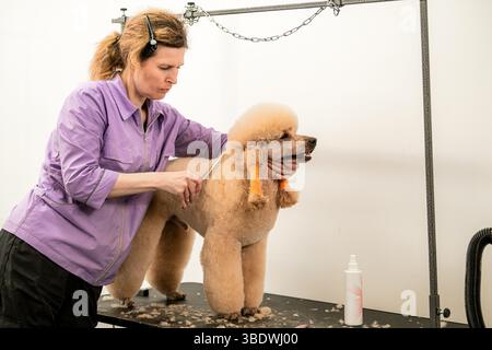 Le toiletteur pour chiens tond le caniche avec soin sur la table Banque D'Images