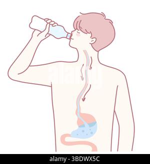 Une illustration représentant le processus essentiel d'hydratation ainsi que les fonctions de digestion qui se déroulent dans un corps humain Illustration de Vecteur