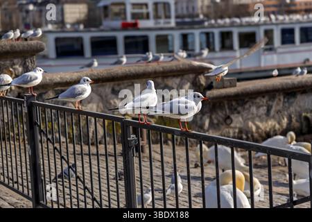 Faune urbaine : mouettes à tête noire perchées sur une clôture métallique, cygnes en dessous, City Waterfront Banque D'Images