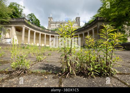 Dresde, Allemagne. 26 mai 2025. Les mauvaises herbes poussent dans les bains romains en face du palais de l'Albrechtsberg. Les bains situés sous le palais, fermés depuis dix ans, sont en cours de rénovation conformément à leur statut. Crédit : Sebastian Kahnert/dpa/Alamy Live News Banque D'Images