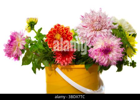 Un bouquet de grands dahlias multicolores dans un seau jaune sur fond blanc. Banque D'Images