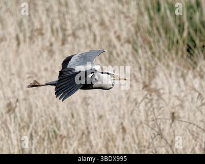 Grey Heron / Gray Heron (Ardia cinerea) survolant des roseaux dans le RSPB Ham Wall, Somerset, Angleterre. Banque D'Images