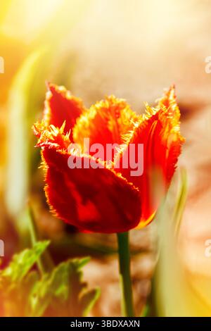 Gros plan de tulipe double rouge avec bords de velours jaune sur une prairie printanière ensoleillée Banque D'Images