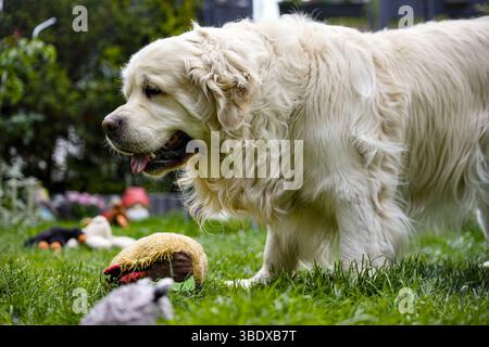 Golden retriever Close up marchant sur l'herbe avec des jouets dans la cour arrière Banque D'Images