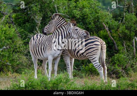 Zebra Love paire à Addo National Park. L'image montre deux zèbres debout se reposant ensemble dans un environnement naturel et touffu. Banque D'Images
