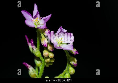 Gros plan des fleurs appartenant au cap Sundew, Drosera Capensi. Banque D'Images