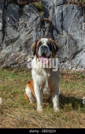 Chien Saint Bernard assis sur l'herbe devant un mur de roche ensoleillé Banque D'Images