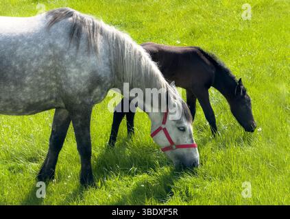 Une jument grise poney du Connemara et son poulain Banque D'Images