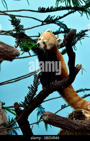 Panda rouge dans un zoo de Singapour, en Asie. Banque D'Images
