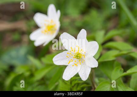 Anémone des bois, Anemonoides nemorosa, fleur sauvage, Dumfries et Galloway, Écosse Banque D'Images