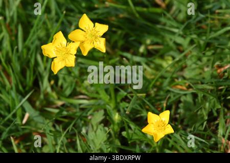 Fleurs d'été brillantes jaune vif de Buttercup rampant ou Ranunculus repens May Banque D'Images